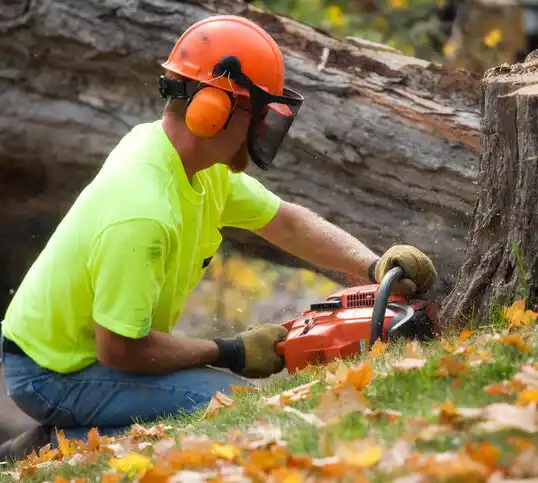 tree services Boston Heights